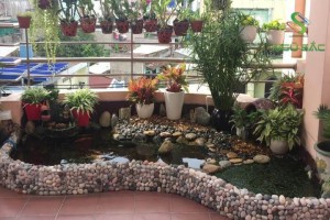 Làm thế nào để thiết kế hồ cá mini theo đúng phong thủy