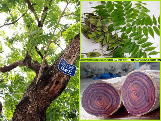 Gỗ sưa là một trong những loại cây thuộc nhóm gỗ quý hiếm