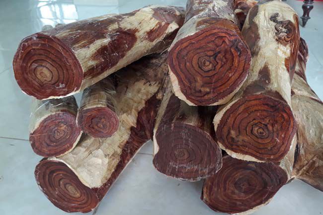 Gỗ sưa đỏ quý hiếm hơn các loại khác
