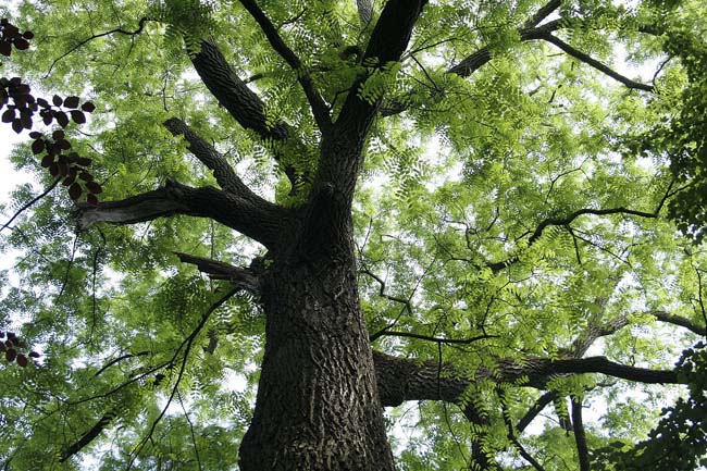 Gỗ lim là một loài cây quý hiếm nhóm II