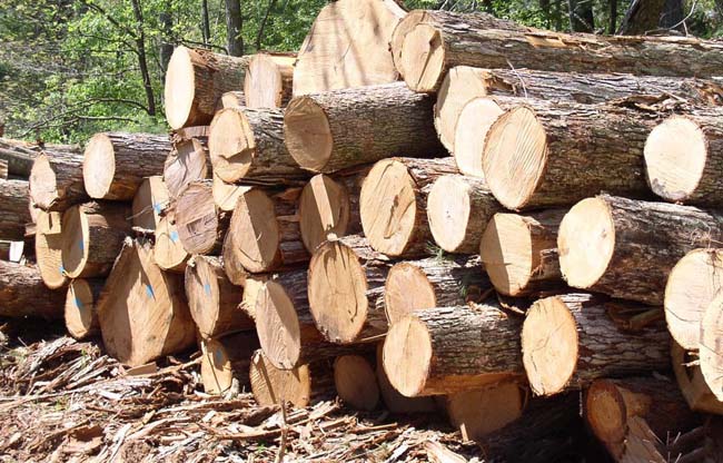 Gỗ thông xuất hiện nhiều trên thế giới