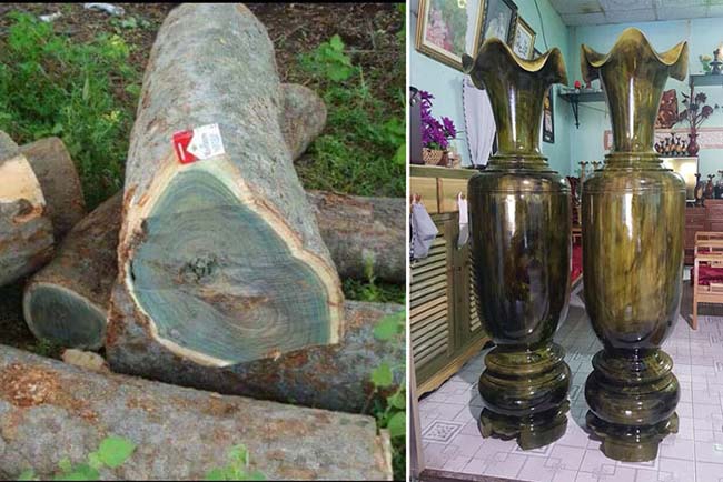 Gỗ trắc xanh cực kỳ quý hiếm
