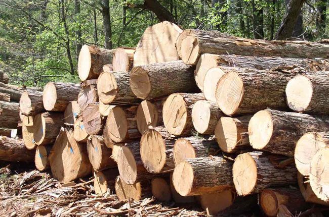 Gỗ tự nhiên được khai thác từ rừng 