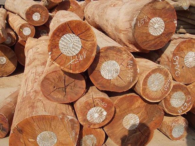  Gỗ tự nhiên được phân loại thành nhiều nhóm