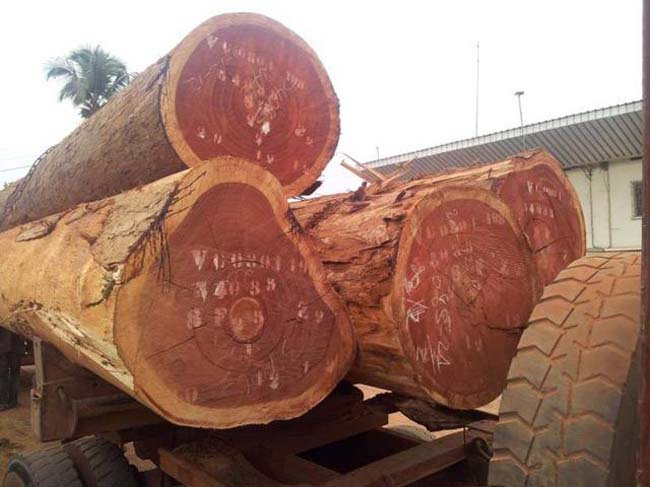 Gỗ xoan đào có thể trồng được cho giá trị kinh tế cao