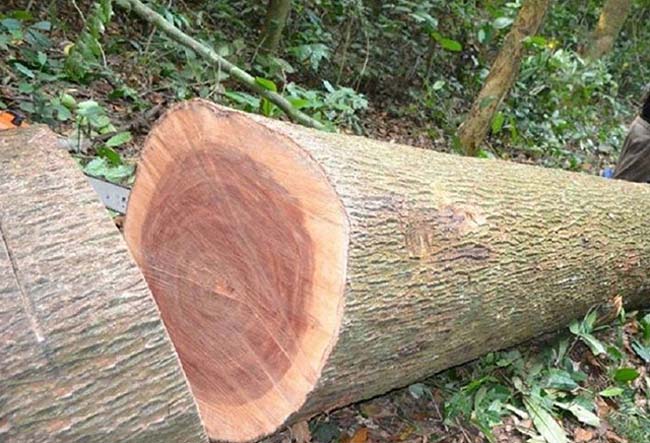 Gỗ xoan đào phân bố nhiều tỉnh tại nước ta
