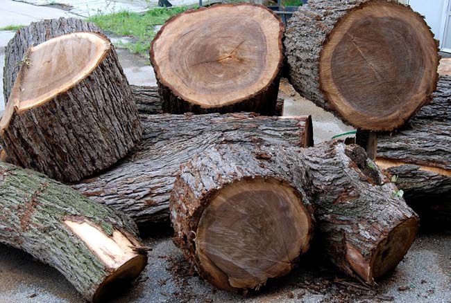 Gỗ óc chó là một loại gỗ cao cấp